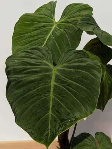 Philodendron El Choco Red Plant