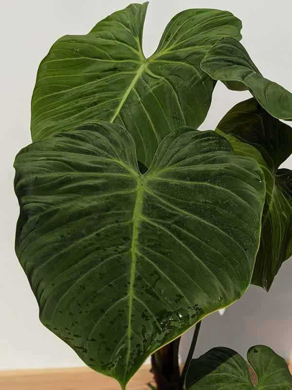 Lg. Philodendron El Choco Red Plant - Image 2