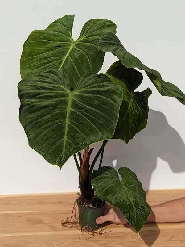 Lg. Philodendron El Choco Red Plant