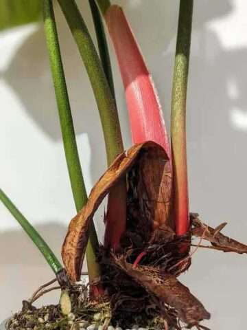Alternative view of Philodendron El Choco Red Plant