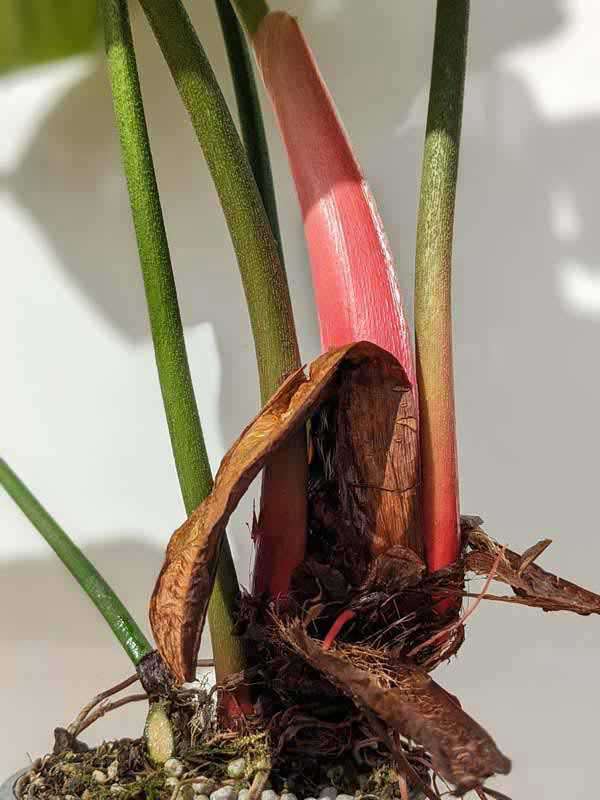 Lg. Philodendron El Choco Red Plant - Image 4