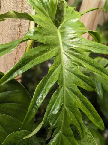 Alternative view of Lg. Philodendron Elegans Plant
