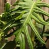 Lg. Philodendron Elegans Plant