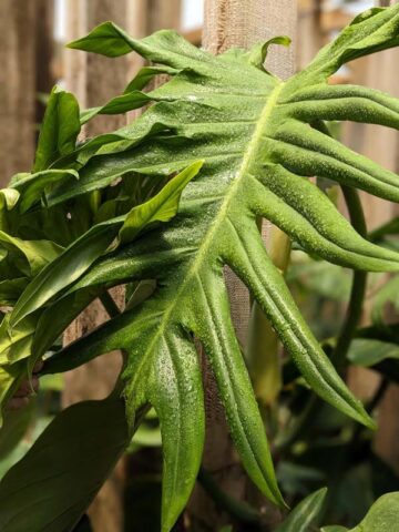 Lg. Philodendron Elegans Plant