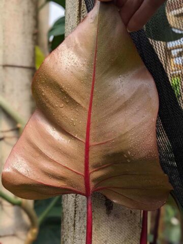 Philodendron Erubescens Bronze Red Stem Plant