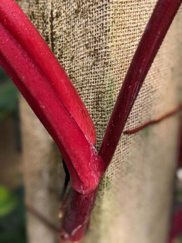 Alternative view of Philodendron Erubescens Bronze Red Stem Plant