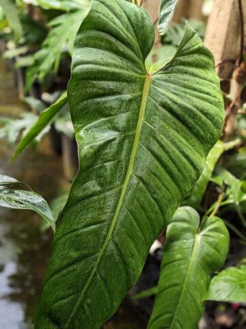 Alternative view of Lg. Philodendron Esmeraldas Narrow Plant