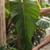 Lg. Philodendron Esmeraldas Narrow Plant