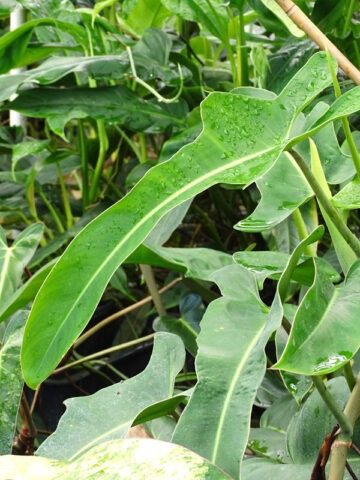 Alternative view of Philodendron Ecuadorian Canoe Leaf Plant