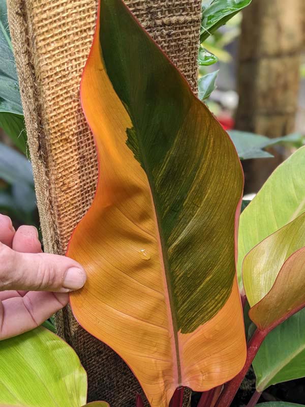 Lg. Philodendron Firebird Plant - Image 6
