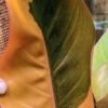 Lg. Philodendron Firebird Plant
