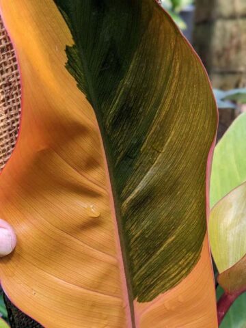 Lg. Philodendron Firebird Plant