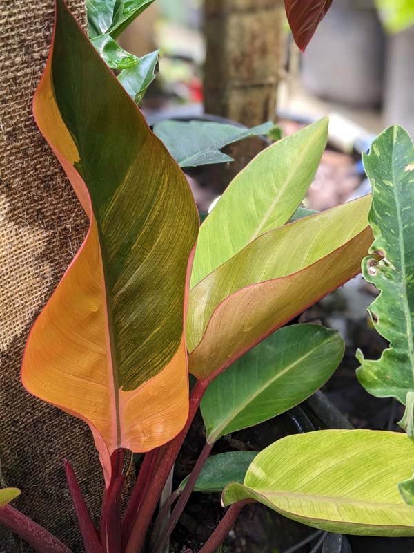 Lg. Philodendron Firebird Plant - Image 3