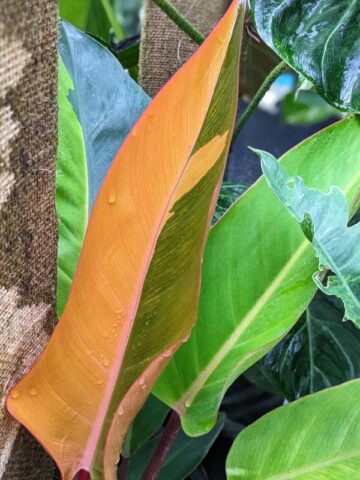 Lg. Philodendron Firebird Plant - Image 4