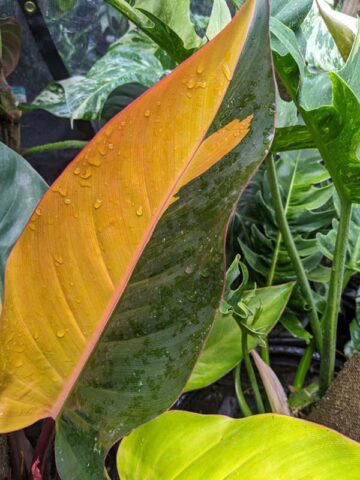 Lg. Philodendron Firebird Plant - Image 5