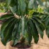 Philodendron Goeldii Hawaiian Finger Leaf Plant