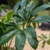 Lg. Philodendron Goeldii Hawaiian Finger Leaf Plant