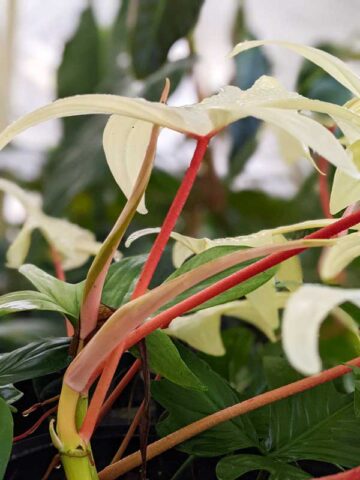Alternative view of Philodendron Florida Ghost Super White Plant