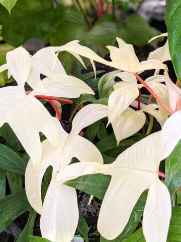 Philodendron Florida Ghost Super White Plant