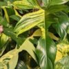 Philodendron Florida Variegated Plant