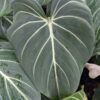 Lg. Gloriosum Dark Form Plant
