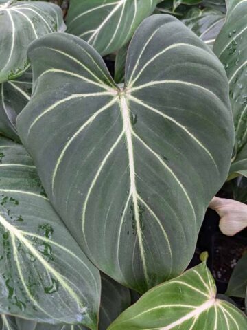 Lg. Gloriosum Dark Form Plant