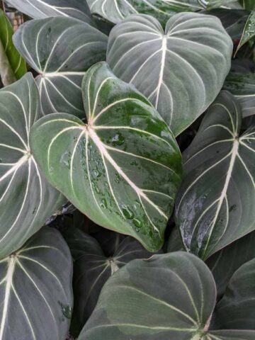 Alternative view of Lg. Gloriosum Dark Form Plant