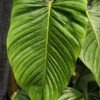 Philodendron Genevievianum Plant