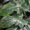 Lg. Philodendron Golden Dragon Plant