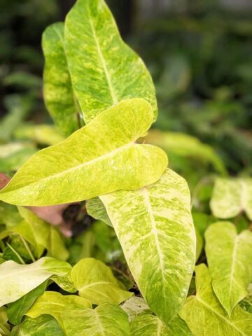 Alternative view of Rare Philodendron Goldiana (Golden Arrow) Plant