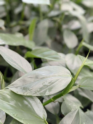 Alternative view of Philodendron Hastatum Silver Sword Blue Plant