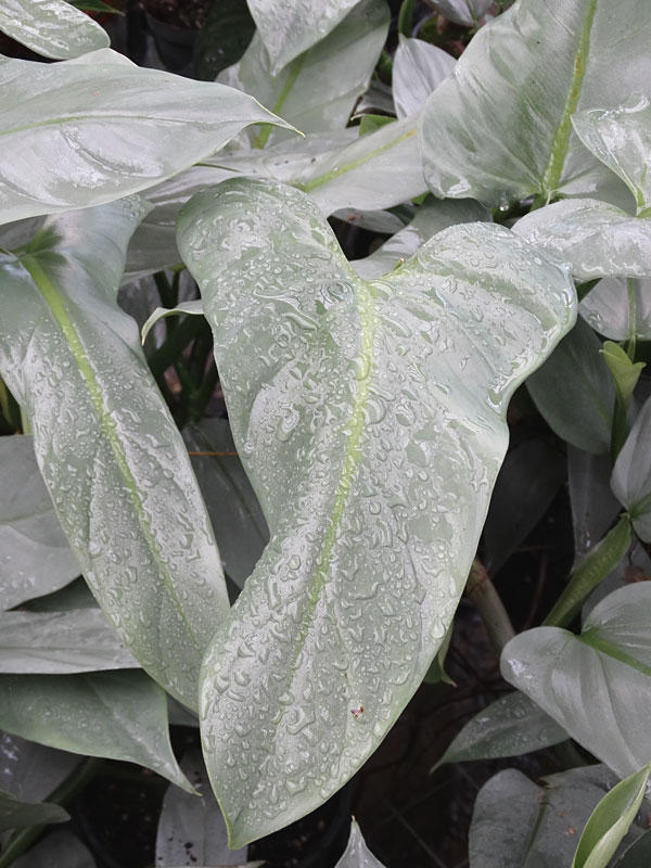 Philodendron Hastatum Silver Sword Blue Plant - Image 5