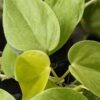 Philodendron Hederaceum Sunshine Plant (best indoors)