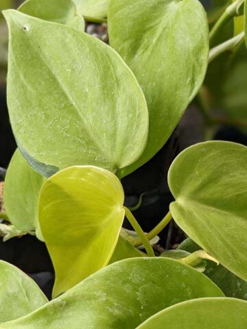 Philodendron Hederaceum Sunshine Plant (best indoors)