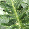 Philodendron Hualalai Variegated Sawtooth Plant