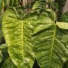 Philodendron Jose Buono Variegata Plant