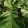 Philodendron Joepii Plant