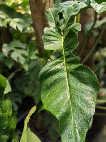 Alternative view of Philodendron Joepii Plant