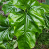 Philodendron Jungle Selloum x Goeldii Stilt Root Plant