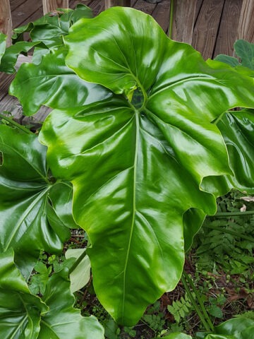 Lg. Philodendron Jungle Selloum x Goeldii Stilt Root Plant