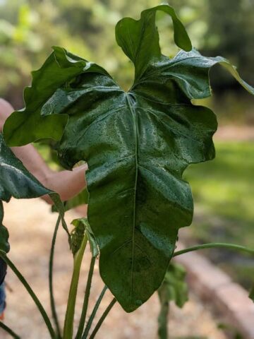 Alternative view of Lg. Philodendron Jungle Selloum x Goeldii Stilt Root Plant