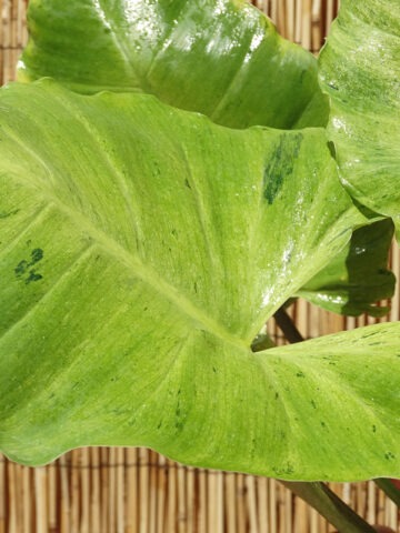 Alternative view of Philodendron Jungle Fever Plant
