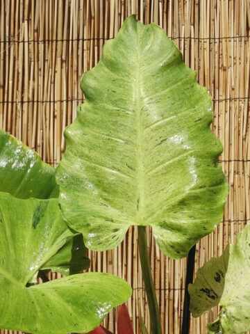 Philodendron Jungle Fever Plant