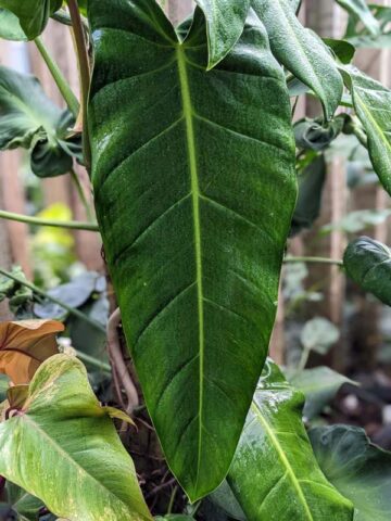 Alternative view of Philodendron Lancigerum Plant (saggitifolium narrow)