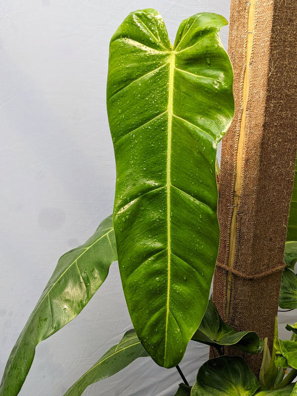 Philodendron Lancigerum Plant (saggitifolium narrow) - Image 5