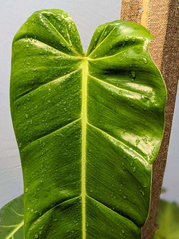Philodendron Lancigerum Plant (saggitifolium narrow) - Image 4