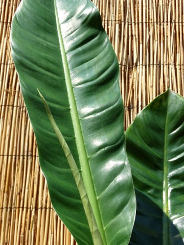 Philodendron Lanai Giant Plant