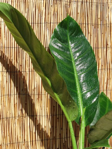 Alternative view of Philodendron Lanai Giant Plant