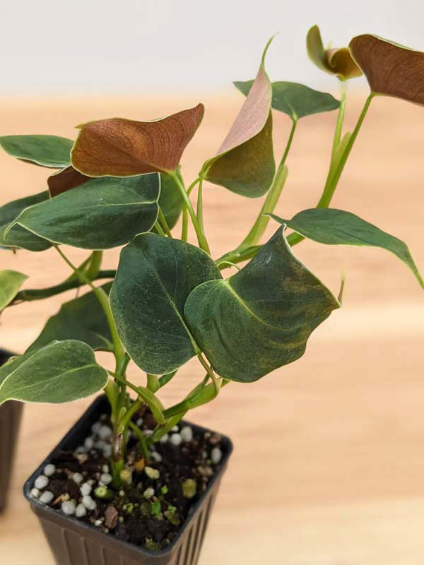 Philodendron Lupinum Corrugated Leaf Plant - Image 11