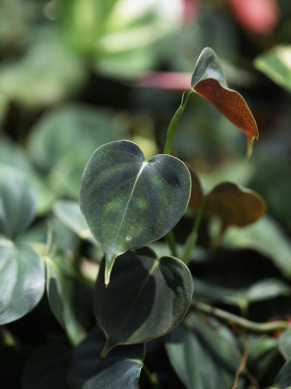 Philodendron Lupinum Corrugated Leaf Plant - Image 9